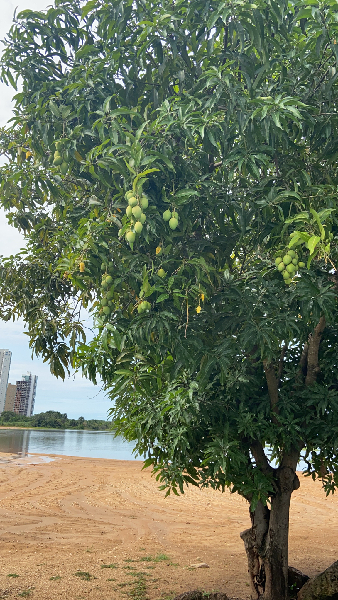 Mangifera indica