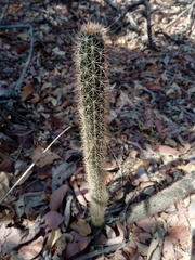 Acanthocereus oaxacensis