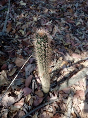 Acanthocereus oaxacensis