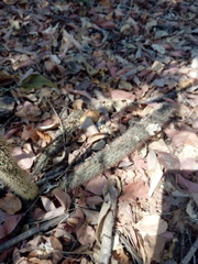 Acanthocereus oaxacensis
