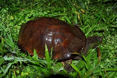 Hydromedusa tectifera