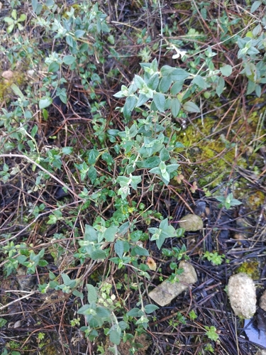 Image of Helianthemum marifolium by (c) Tim Johnson, some rights reserved (CC BY)