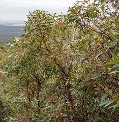 Eucalyptus staeri