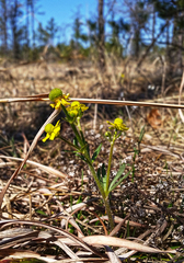 Ranunculus rhomboideus