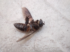Apis dorsata