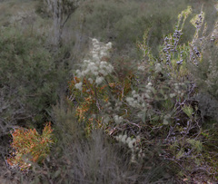 Allocasuarina humilis
