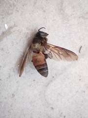Apis dorsata
