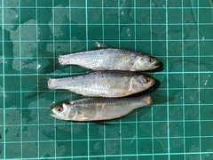 Opsariichthys pachycephalus