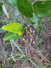 Miconia fallax