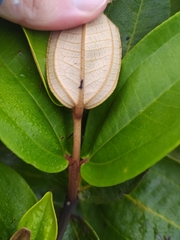 Miconia fallax