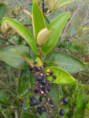 Miconia fallax