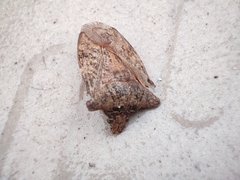 Pentatomidae