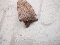 Pentatomidae