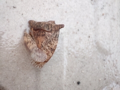 Pentatomidae