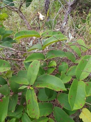 Qualea multiflora