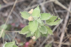 Pseudabutilon virgatum