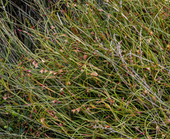 Anarthria polyphylla