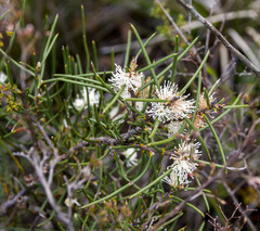 Hakea sulcata