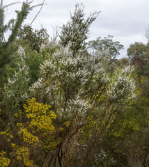 Taxandria parviceps