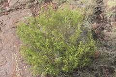 Gutierrezia gilliesii
