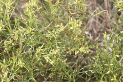 Gutierrezia gilliesii