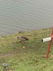 Alopochen aegyptiaca