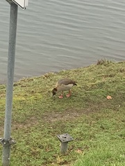 Alopochen aegyptiaca