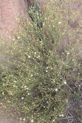 Gutierrezia gilliesii