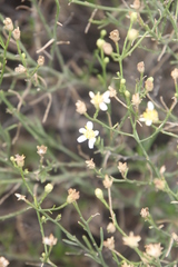 Gutierrezia gilliesii