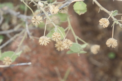 Pseudabutilon virgatum