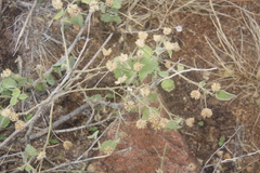 Pseudabutilon virgatum