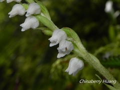 Goodyera nankoensis