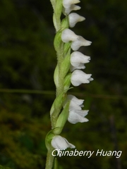 Goodyera nankoensis