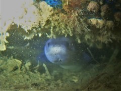 Conger wilsoni