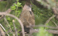Rhinocrypta lanceolata