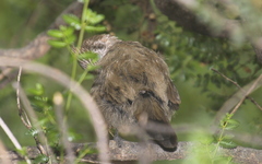 Rhinocrypta lanceolata