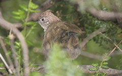 Rhinocrypta lanceolata