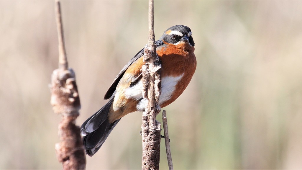 Black-and-rufous Warbling Finch (Poospiza nigrorufa) photo