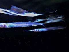 Hyporhamphus dussumieri