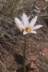 Zephyranthes jamesonii