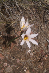 Zephyranthes jamesonii