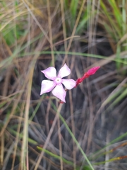 Mandevilla myriophylla