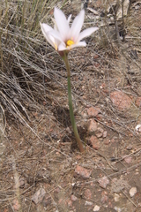 Zephyranthes jamesonii