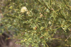 Prosopidastrum angusticarpum