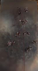 Poa gunnii