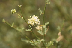 Prosopidastrum angusticarpum