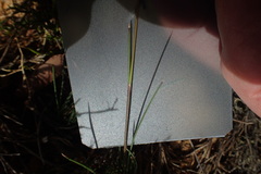 Poa gunnii