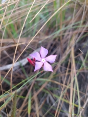 Mandevilla myriophylla