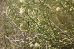 Prosopidastrum angusticarpum