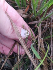 Mandevilla myriophylla